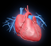 Human cardiovascular system, illustratio...