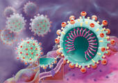 Fusion coronavirus et cellule hôte